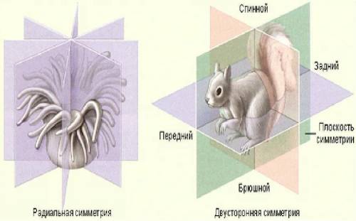 Какая симметрия характерна для тела плоских червей (радиальная , двусторонняя )?