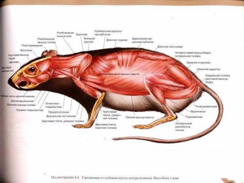 Строение мыши полёвки, желательно с картинкой
