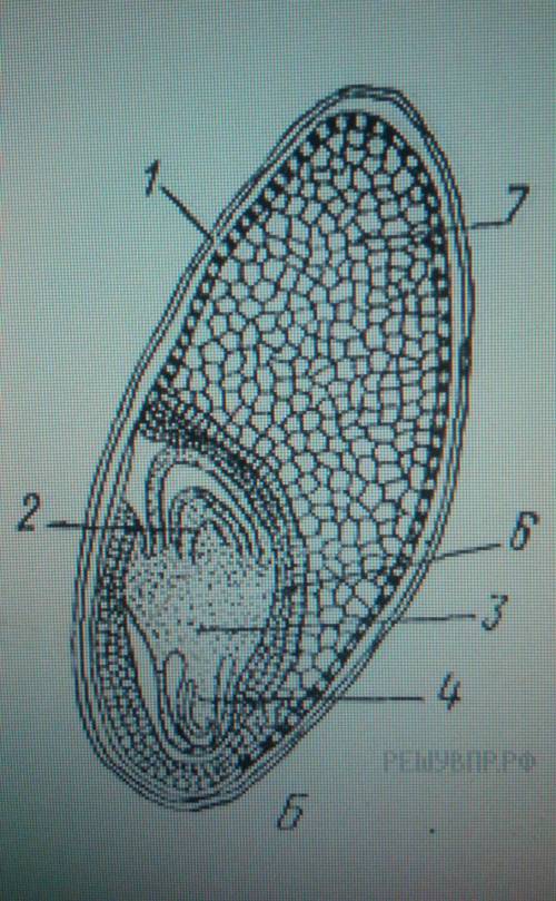 Рассмотрите рисунок семени. Какая структура обозначена на рисунке цифрой 3?