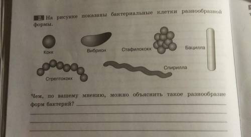 2. На рисунке показаны бактериальные клетки разнообразной формы. Чем, по вашему мнению, можно объясн