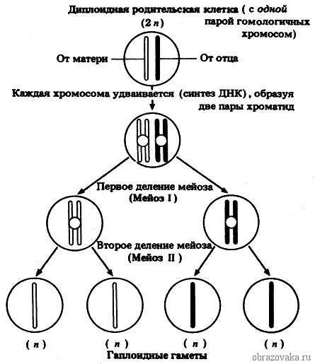 У чому полягає біологічне значення мейозу?