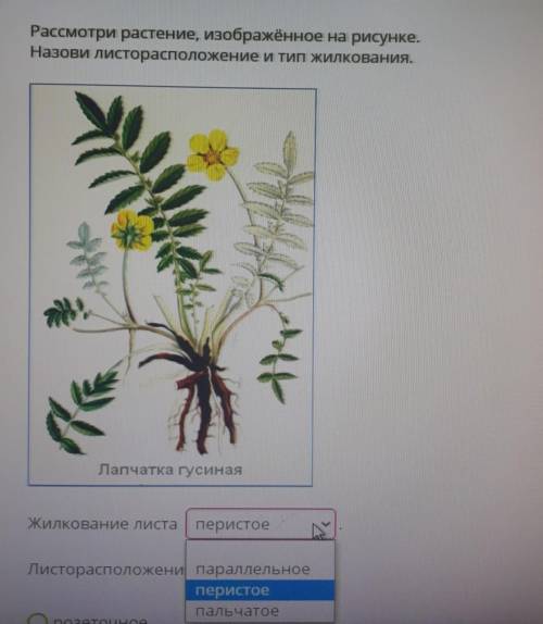 Рассмотри растение, изображённое на рисунке. Назови листорасположение и тип Жилкования. Лапчатка гус