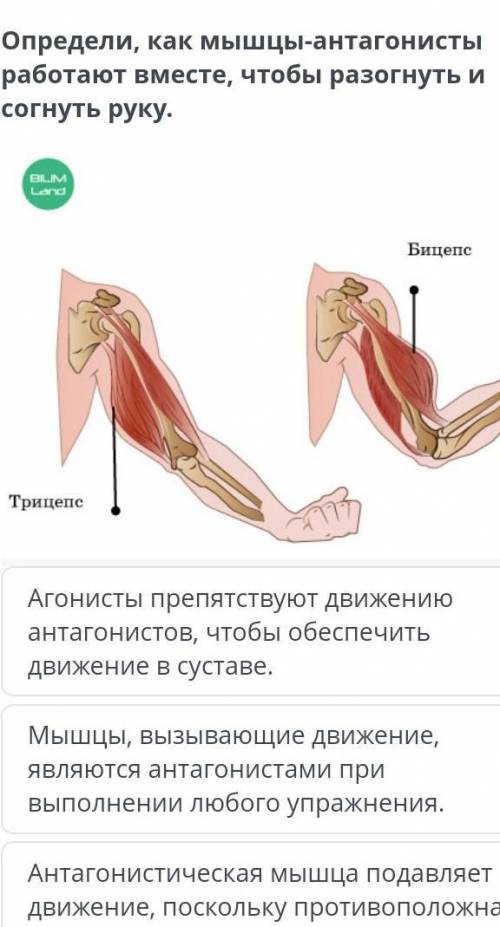 Работа мышц. Демонстрация «Работа основных мышц, роль плечевого пояса в движениях руки. Регуляция мы