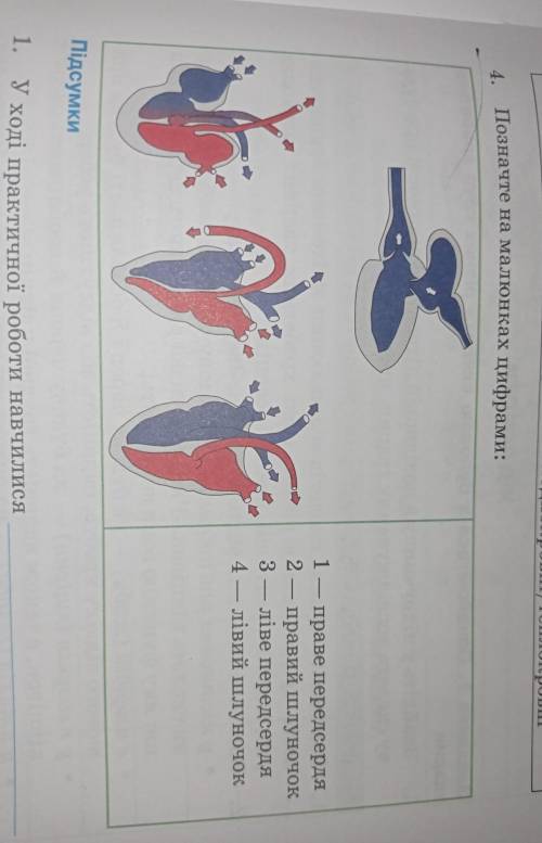 4. Позначте на малюнках цифрами: х 1 праве передсердя 2 - правий шлуночок 3 - ліве передсердя 4 4 —