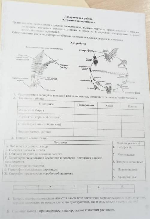 лабораторная работа номер два папоротники хвощи плауны цель изучить особенности строения папоротника