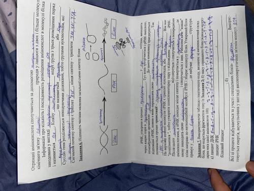 сделать ланцюг ІРНК і білковий ланцюг. Задание 7... Очень