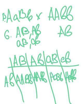 Який генотип матимуть нащадки від схрещування особин з такими генотипами: 1) AаBb ma AAbb2) AABb та