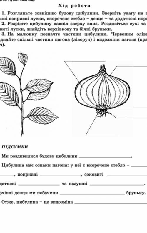 ЛАБОРАТОРНЕ ДОСЛІДЖЕННЯ Тема: БУДОВА ЦИБУЛИНИ Мета: ознайомитися з видозміною пагона-цибулиною. Обла