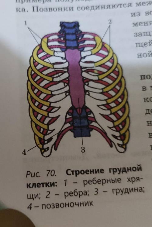 рассмотрите рисунок 66 и 70 и Объясните каким образом происходит прикрепление рёбер к позвоночнику и