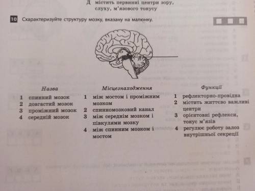 Схарактеризуйте структуру мозку, вказану на малюнку