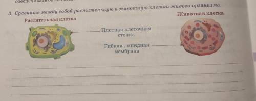 3. Сравните между собой растительную и животную клетки живого организма .