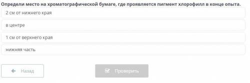 Определи место на хроматографической бумаге, где проявляется пигмент хлорофилл в конце опыта.