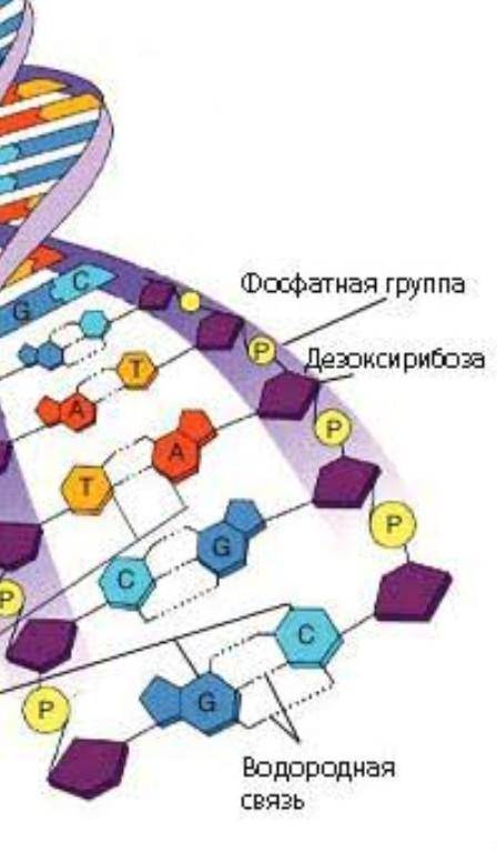 Рассмотрите рисунок 1)что на нем представлено? 2)что обозначено по цифрами 1;2;3;4? 3) достройте