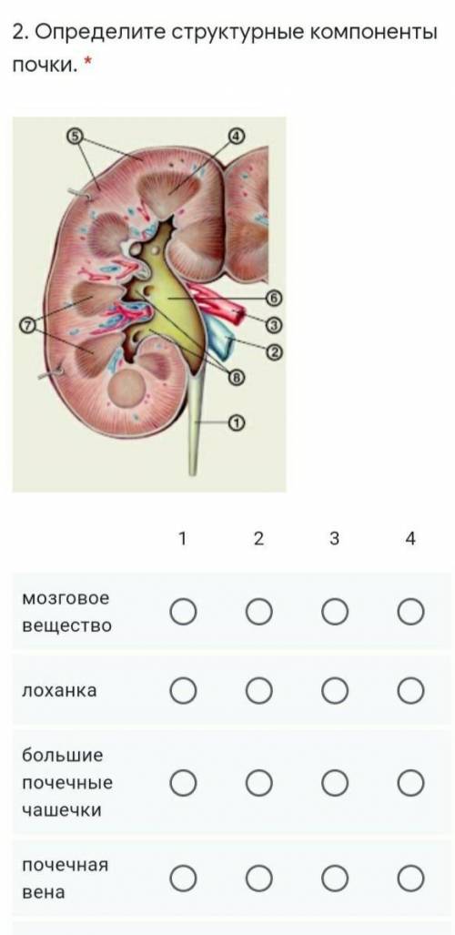 Определите структурные компоненты почки. * ￼ 1 2 3 4 5 6 7 8 мозговое вещество лоханка большие почеч