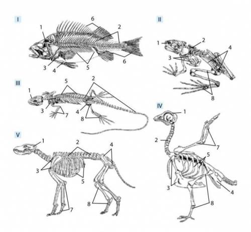 Розгляньте ілюстрації скелета різних хребетних тварин: I – риби (оку-ня); II – земноводного (жаби);