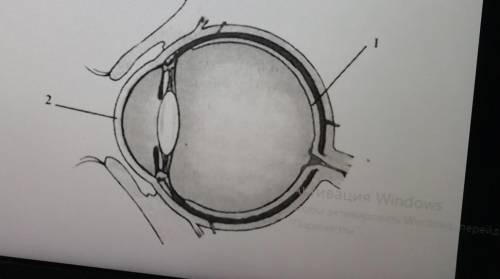 Установите соответствие между оболочками глаза, обозначенными на рисунке, и их особенностями строени