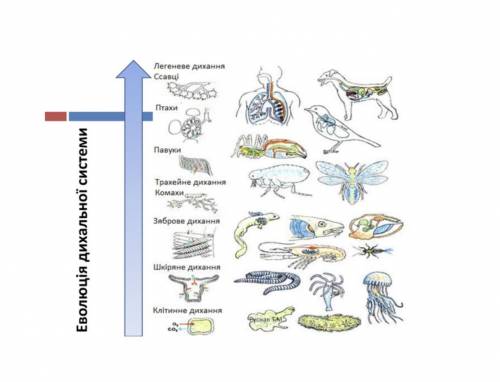 Розгляньте ілюстрацію «Еволюція дихання хребетних тварин» і визначте основні напрями еволюції органі