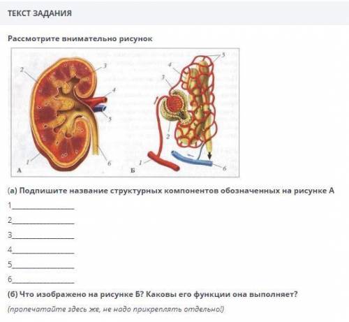 ( Рассмотрите внимательно рисунок (а) Подпишите название структурных компонентов обозначенных на рис