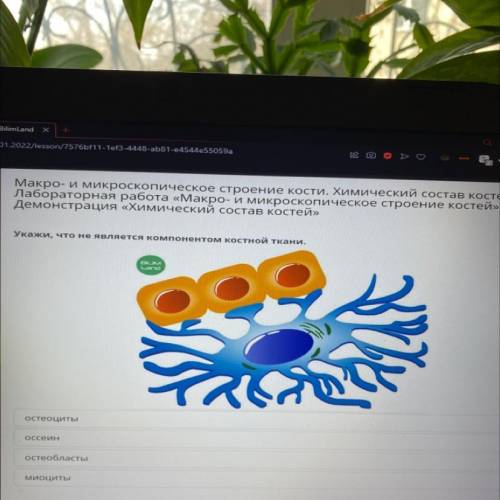 Укажите, что не является компонентом костной ткани