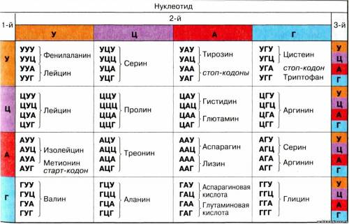 Аминокислотная последовательность Аминокислотная последовательность участка белка такова: ФЕН-АСП-ИЛ