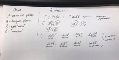 . У лука доминантный ген А определяет наличие цвета у луковиц (а – бесцветные луковицы), а ген В (b)