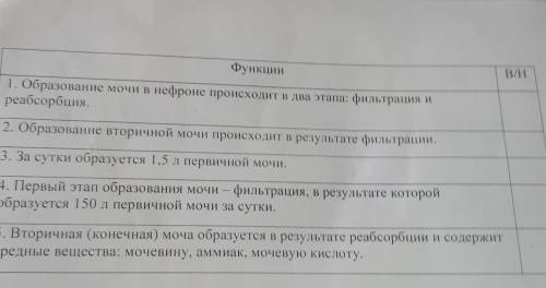 B/H Функции 1. Образование мочи в нефроне происходит в два этапа: фильтрация и реабсорбция. 2. Образ