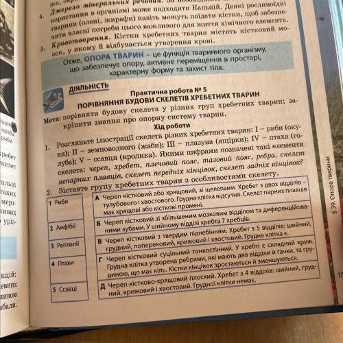 Зіставте групу хребетних тварин з особливостями скелету