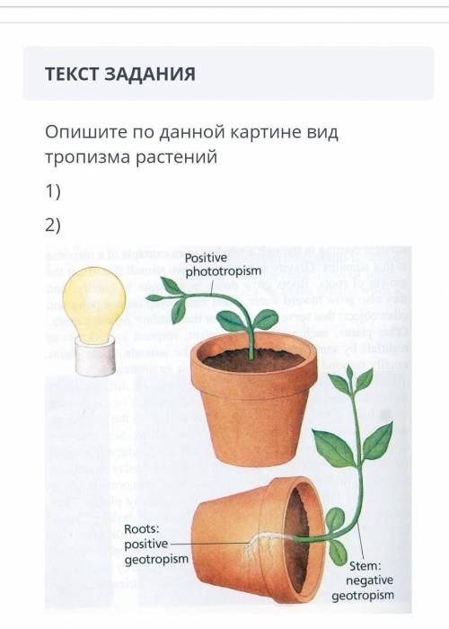 Опишите по данной картине вид тропизма растений мне