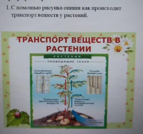 Параграф 38 стр.44-47 1. С рисунка опии как происходит транспорт веществ у растений. ТРАНСПОРТ ВЕЩЕС