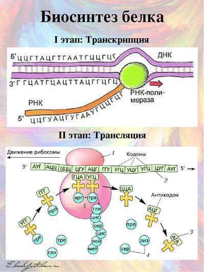 , 1. По схеме допишите процесс репликации и транскрипции ДНК (репликация ) ДНК (транскрипция ) РНК …