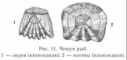 Определите, чем покрыто тело рыбы, как расположена чешуя, какое значение имеет такое расположение че