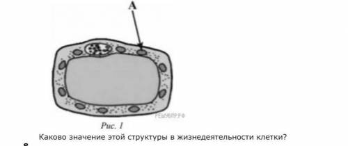 Каково значение этой структуры в жизни деятельности клетки ?