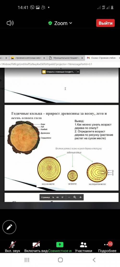 1)как можно определить возраст дерева по спилу? 2)определил возраст дерева по рисунку(растение растё