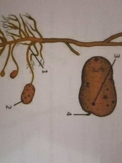 Напишите названия частей клубня картофеля 4 части?