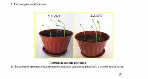 Рассмотрите рисунок ,укажите какова причина движения растений , в разное время суток .