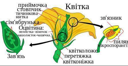 Хто зайвий? стовпчик,пиляк,зав'язь