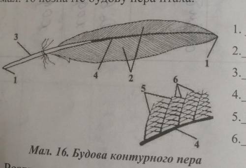 3. Розгляньте покриви тіла птаха. Як розтапповуються пір'я на йото Tілі? Розгляньте будову контурног