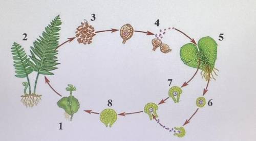 Укажите, что обозначено на рисунке цифрами 1,2,4,5,6,7,8.