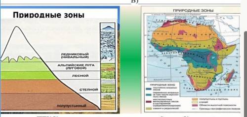 Определите вид зональности по рисунку: