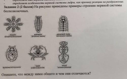 Задание 2 на рисунке приведены примеры строения нервной системы беспозвоночных. опишите, что между н