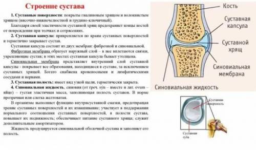 Назовите структуру сустава, изображенную на рисунке, и напишите ее функцию::