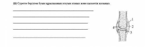 Назовите структуру сустава, изображенную на рисунке, и напишите ее функцию::