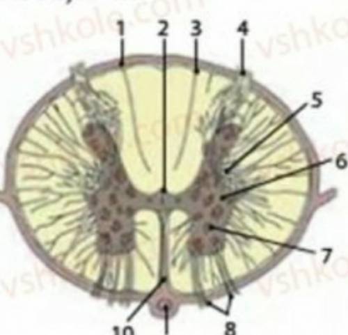 Поперечний розріз спинного мозку(підпишіть цифри)