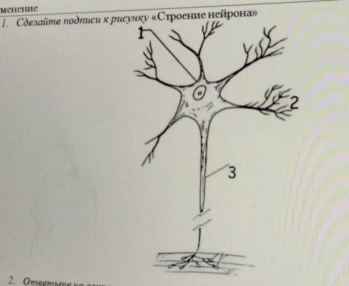 В. Применение 1. Сделайте подписи крисунку «Строение нейрона» 3