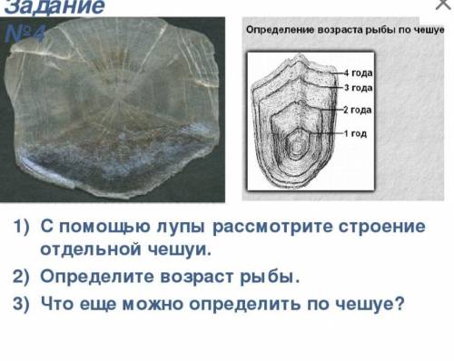 Определите возраст рыбы по чешуе.