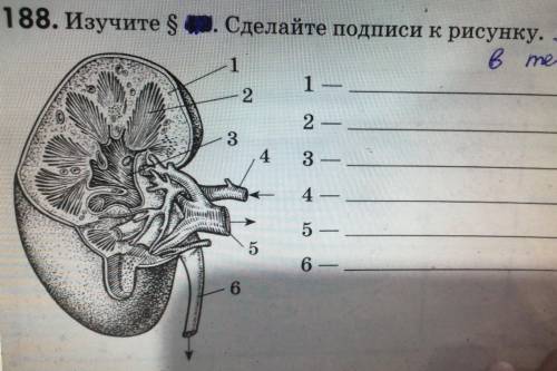 Сделайте подписи к рисунку. 8 класс биология