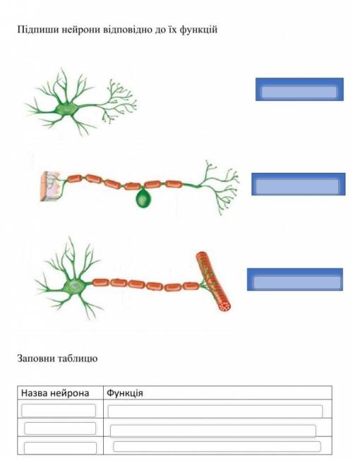БИОЛОГИЯ 8 КЛАС(НЕЙРОНЫ) нужно написать названия нейронов которые зображены на картинке и написать и
