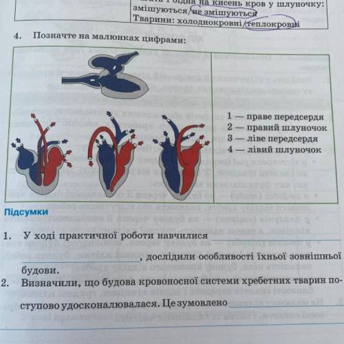 Позначте на малюнках цифрами: 1-праве передсердя 2-правий шлуночок, 3-ліве передсердя, 4-лівий шлуно