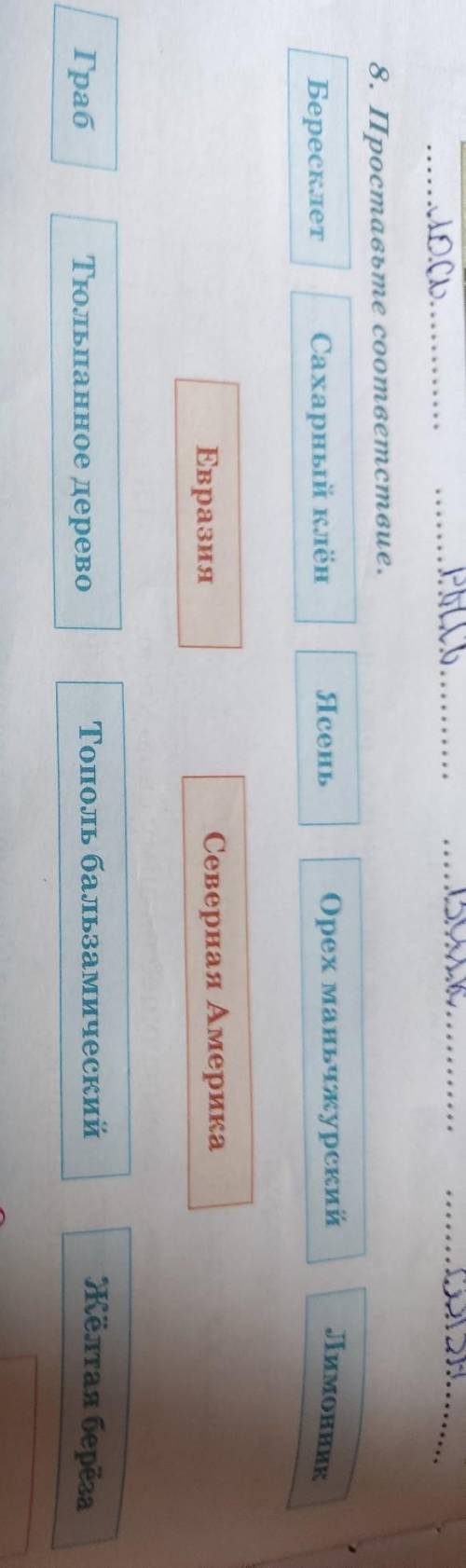 8. Проставьте соответствие. Бересклет Сахарный клён Ясень Орех маньчжурский Лимонник Евразия Северна