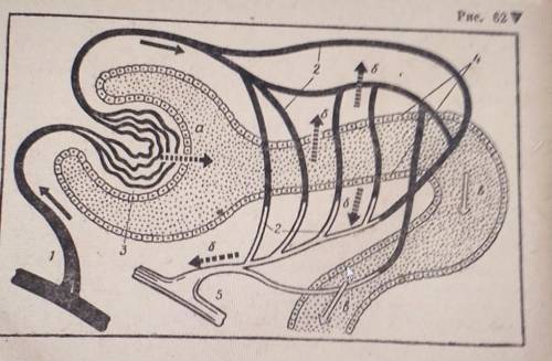 1. Опишите, что изображено на рис. 62 (1—5, а, б, в). 2. ответьте на вопросы: а) Почему изменяется к
